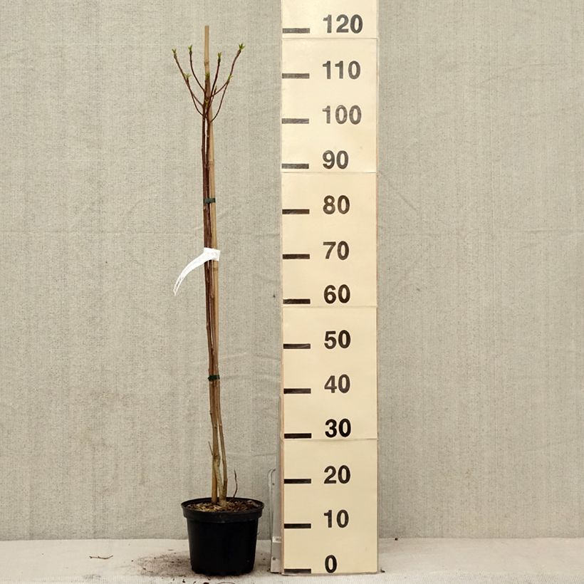 Example of Idesia polycarpa Vaso da 2L/3L as you get in printemps