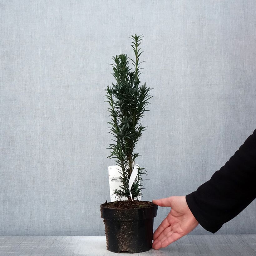 Example of Taxus baccata fastigiata Black Tower - Tasso comune Vaso da 2L/3L as you get in printemps