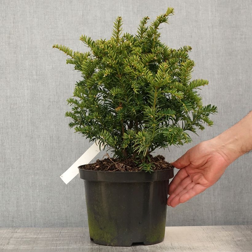 Taxus baccata Kupfergold - Tasso comune Vaso da 4L/5L esemplare consegnato in primavera