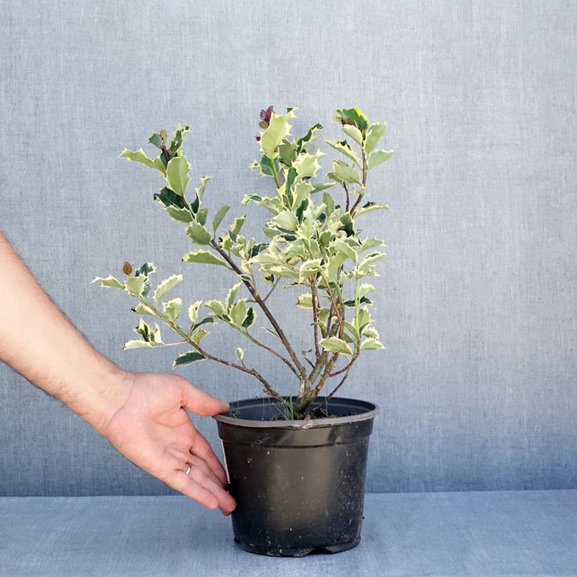 Esemplare di Ilex aquifolium Madame Briot - Agrifoglio variegato Vaso da 3L/4L consegnato in estate