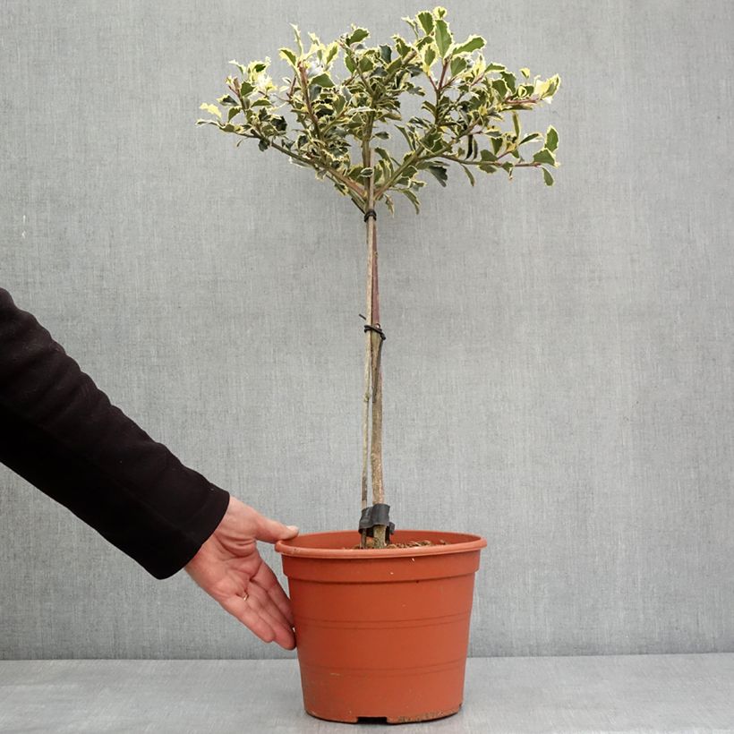 Ilex aquifolium Silver Queen - Agrifoglio variegato Vaso da 4L/5L, Vaso impalcato esemplare consegnato in inverno