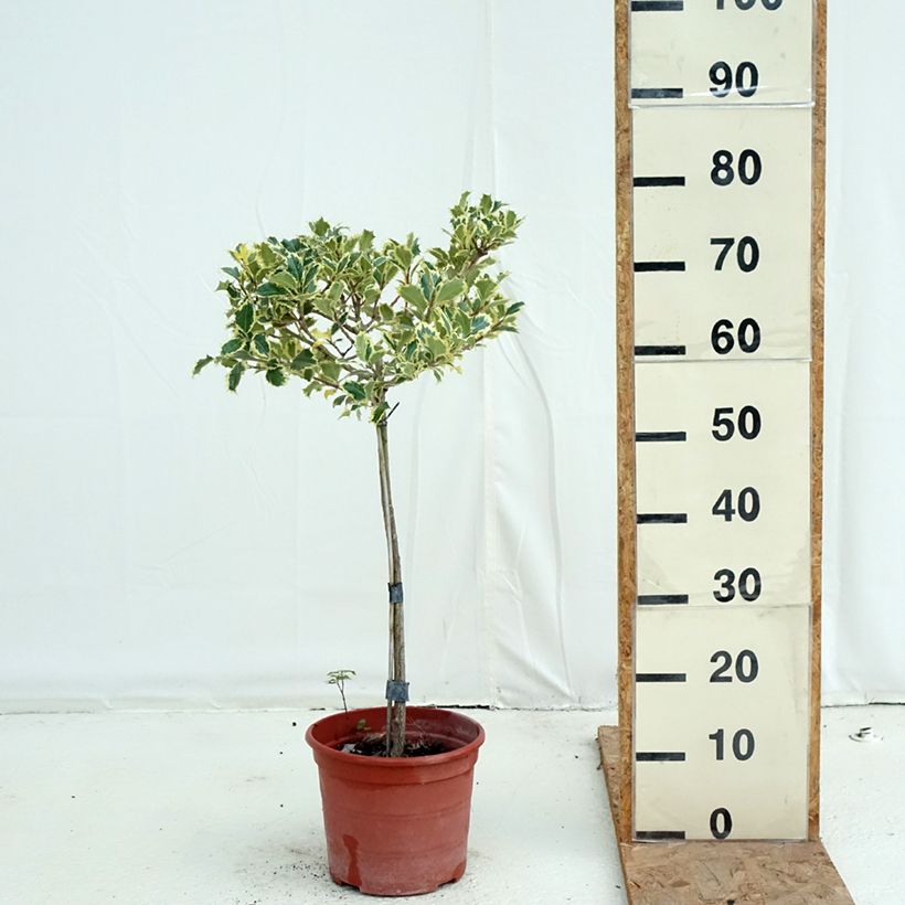 Esemplare di Ilex aquifolium Silver Queen - Agrifoglio variegato Vaso da 4L/5L, Vaso impalcato come consegnato in autunno