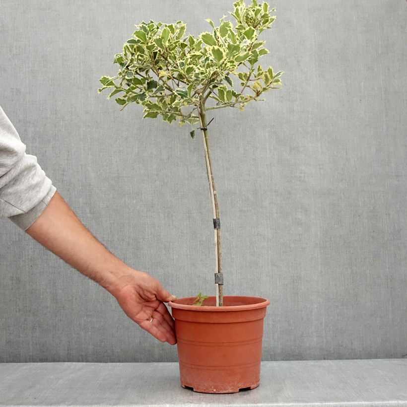 Esemplare di Ilex aquifolium Silver Queen - Agrifoglio variegato Vaso da 4L/5L, Vaso impalcato consegnato in estate