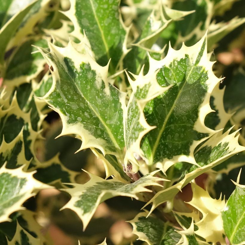 Ilex aquifolium Silver Queen - Agrifoglio variegato (Fogliame)