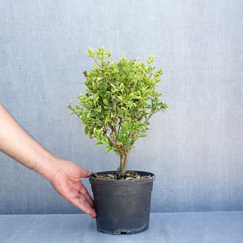 Esemplare di Ilex maximowicziana Kanehirae - Agrifoglio Vaso da 3L/4L consegnato in estate