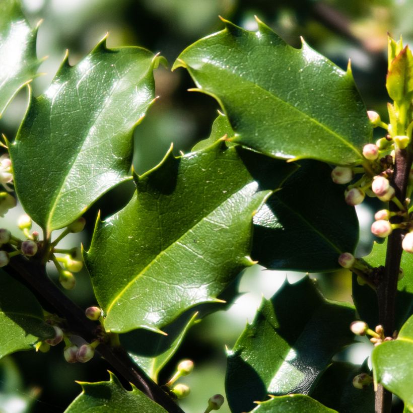 Ilex meserveae Heckenstar - Agrifoglio (Fogliame)