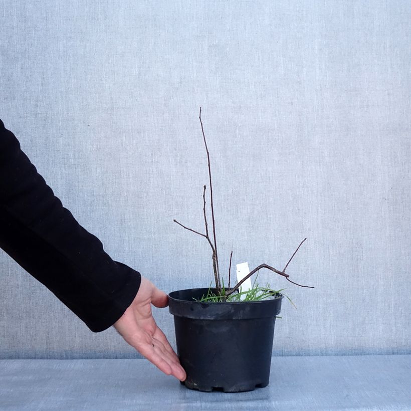 Ilex verticillata - Agrifoglio Vaso da 3L/4L esemplare consegnato in inverno