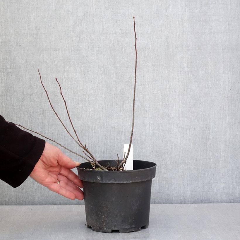 Example of Ilex verticillata - Agrifoglio Vaso da 3L/4L as you get in printemps