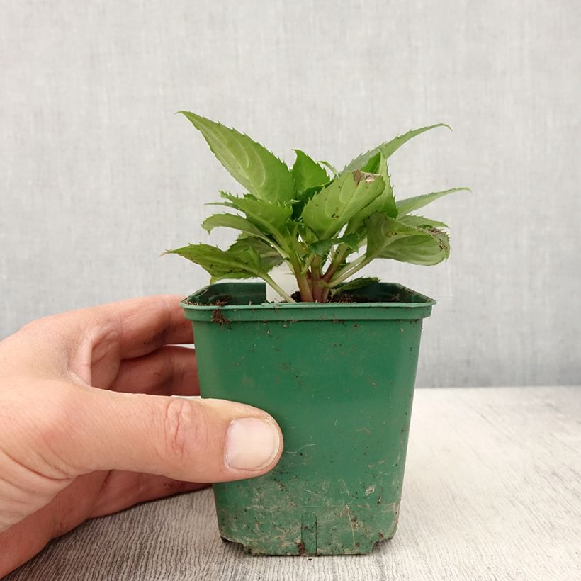 Impatiens Sunpatiens Compact Electric Orange - Fiore di vetro Vasetto da 8/9 cm esemplare consegnato in primavera