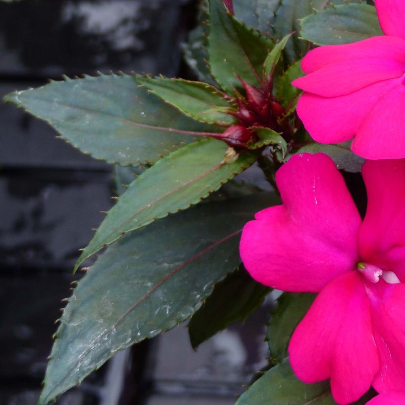 Impatiens SunPatiens Compact Purple - Fiore di vetro (Fogliame)