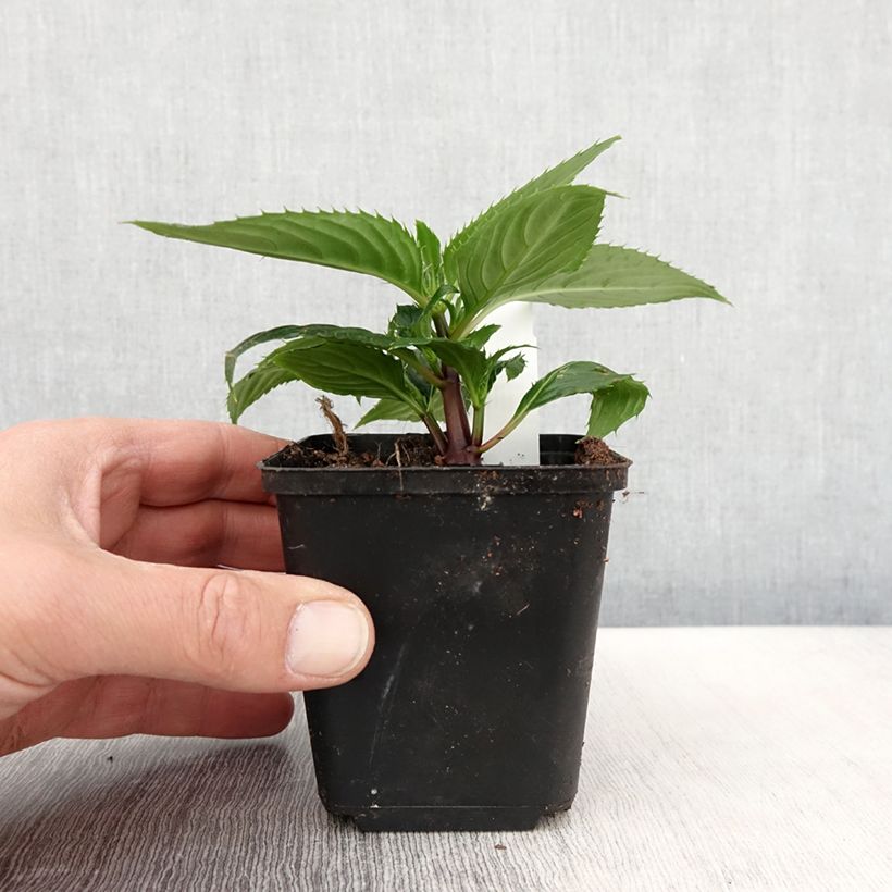 Impatiens SunPatiens Vigorous Rose Pink - Fiore di vetro Vasetto da 8/9 cm esemplare consegnato in primavera