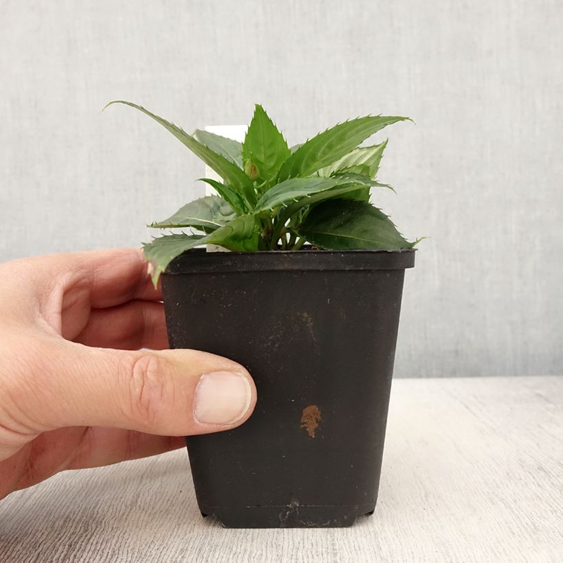 Impatiens SunPatiens Vigorous Scarlet - Fiore di vetro Vasetto da 8/9 cm esemplare consegnato in primavera