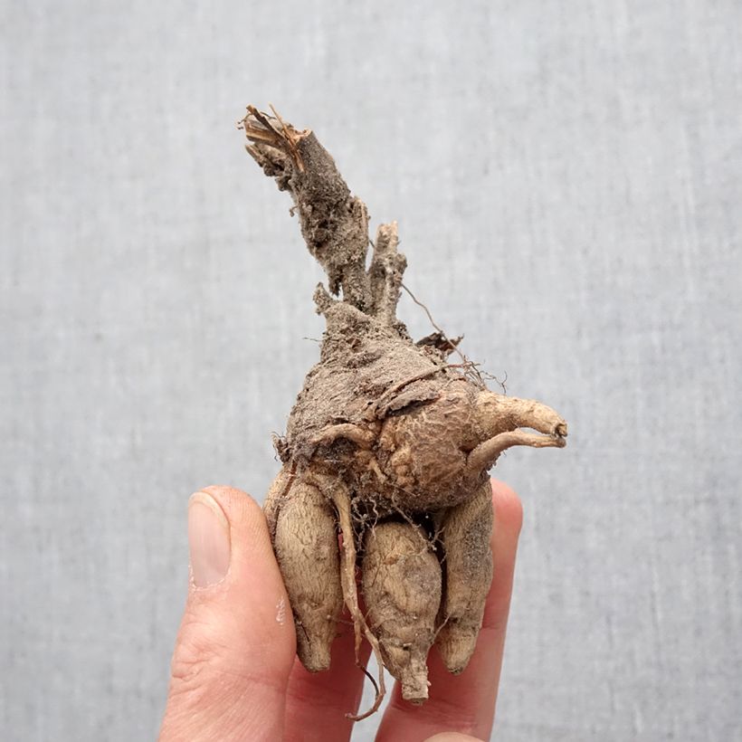 Incarvillea delavayi Bulbo taglia I esemplare consegnato in primavera