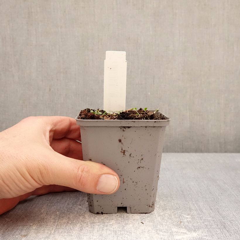 Incarvillea delavayi Vasetto da 8/9 cm taglia I esemplare consegnato in inverno