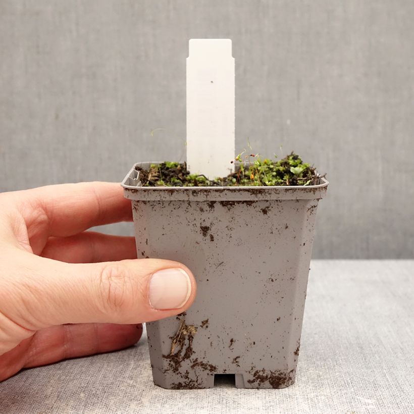 Incarvillea delavayi Snowtop Vasetto da 8/9 cm taglia I esemplare consegnato in inverno