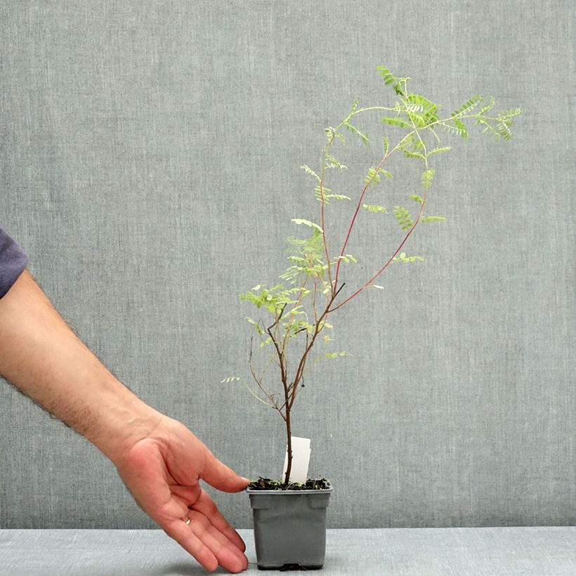 Esemplare di Indigofera heterantha - Indaco da giardino Vasetto da 8/9 cm consegnato in estate