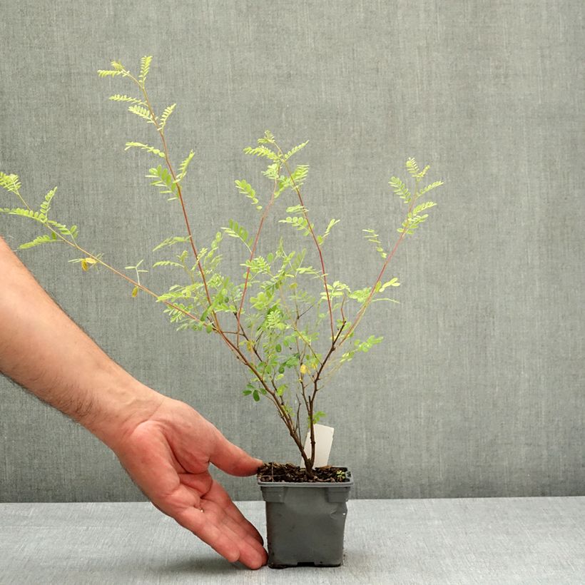 Indigofera heterantha - Indaco da giardino Vasetto da 8/9 cm esemplare consegnato in primavera