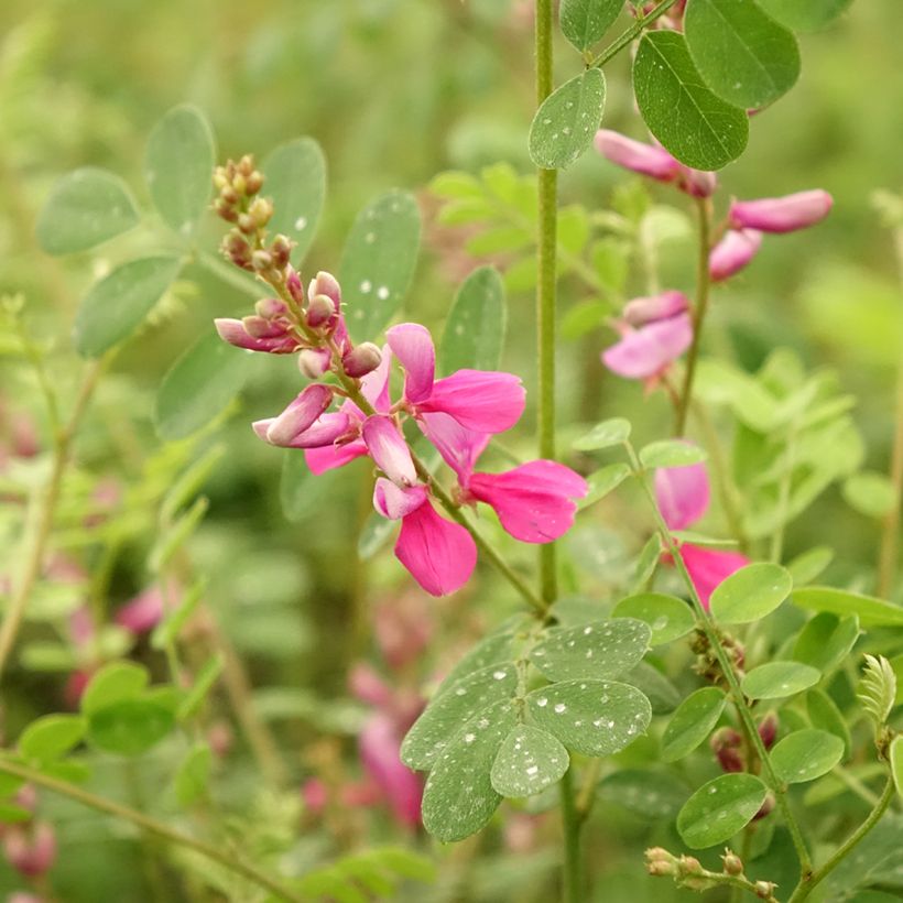 Indigofera heterantha - Indaco da giardino (Fioritura)