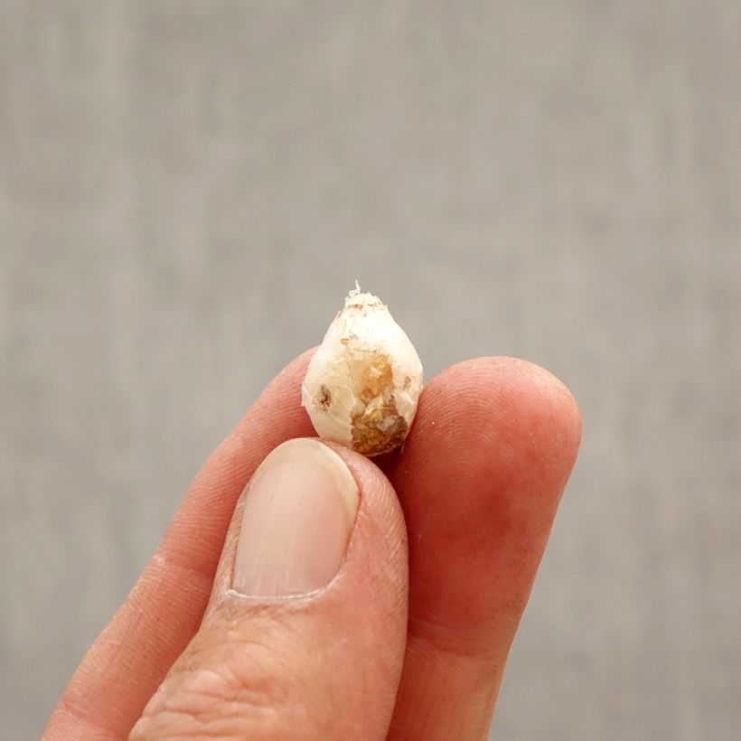 Ipheion uniflorum Mix Bulbo taglia I esemplare consegnato in primavera