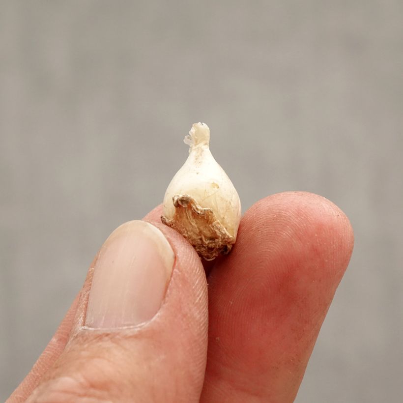 Ipheion uniflorum Froyle Mill Bulbo taglia I esemplare consegnato in primavera