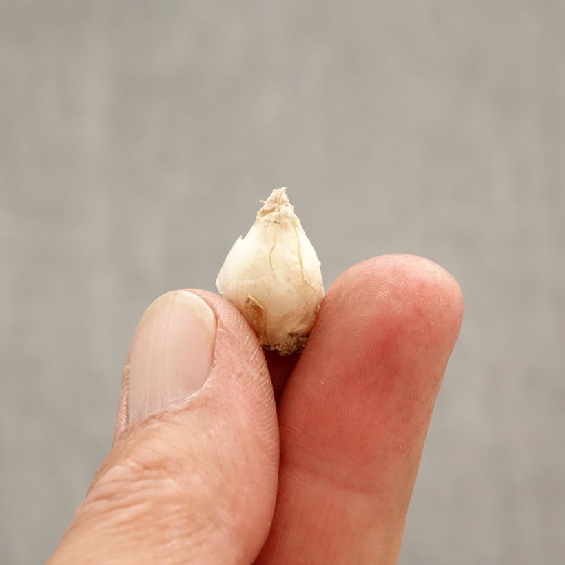 Ipheion uniflorum Jessie Bulbo taglia I esemplare consegnato in primavera