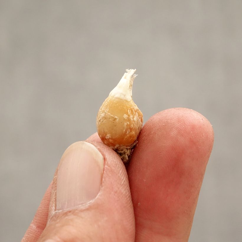 Ipheion uniflorum White Star Bulbo taglia I esemplare consegnato in primavera