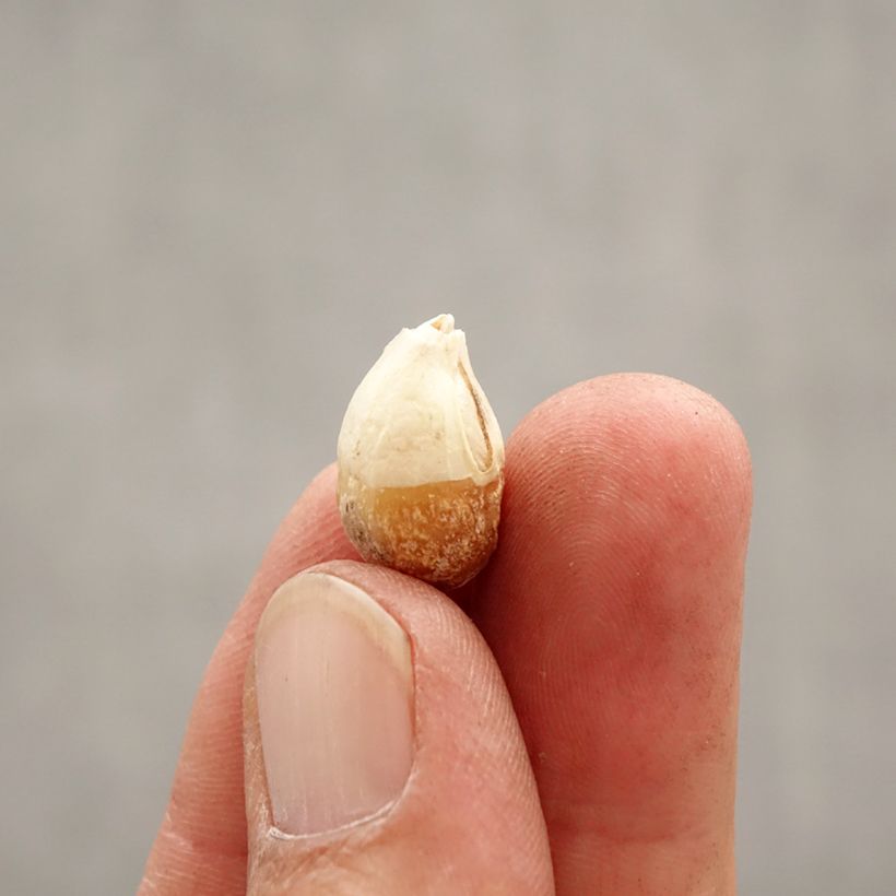 Ipheion uniflorum Wisley Blue Bulbo taglia I esemplare consegnato in primavera