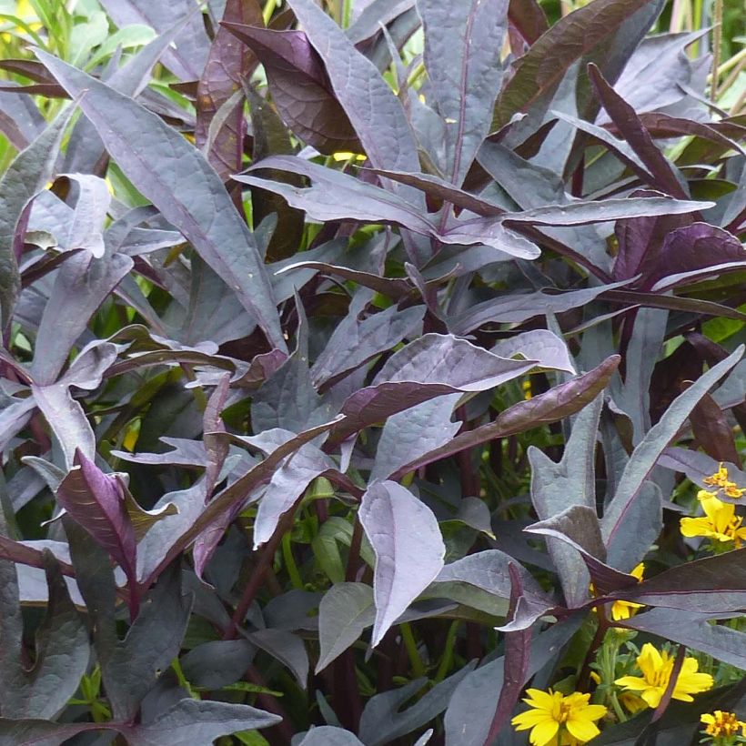 Ipomoea batatas Illusion Midnight Lace - Patata dolce (Foliage)