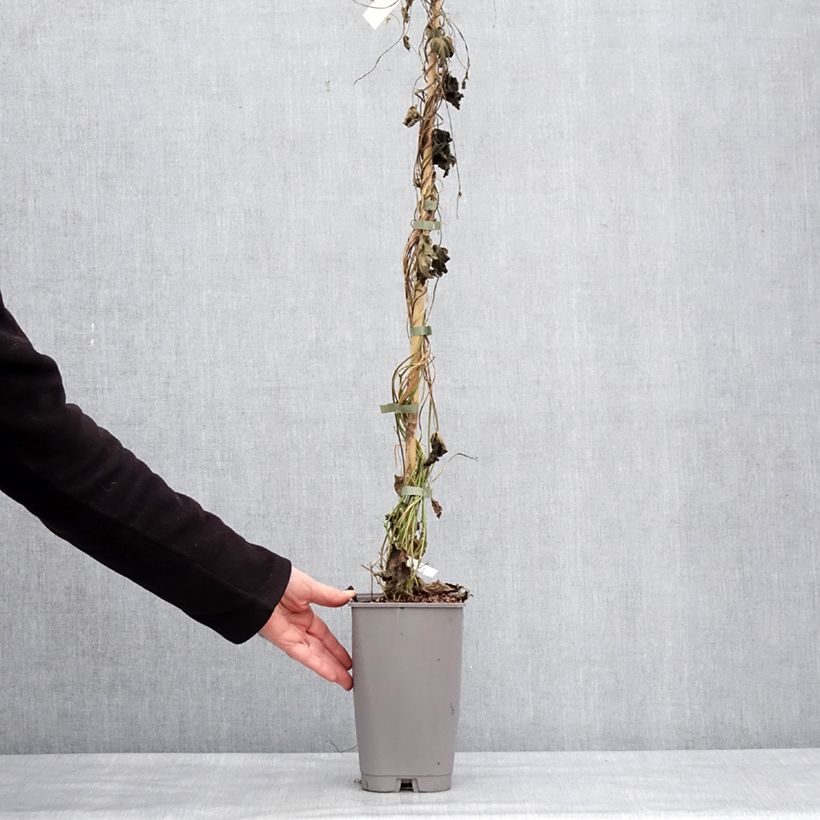 Ipomoea learii - Campanella perenne Vaso da 2L/3L esemplare consegnato in inverno