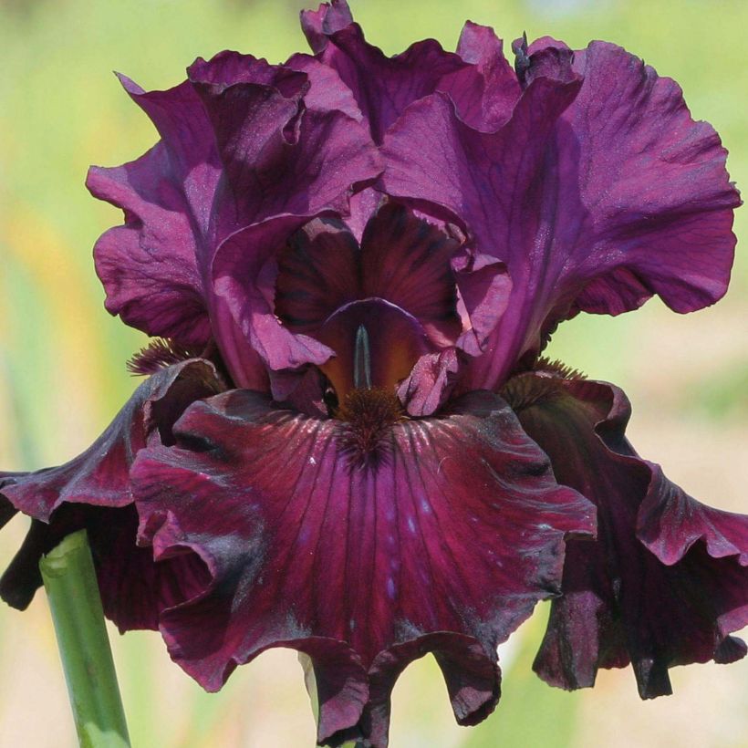 Iris germanica Raspberry Wine - Giaggiolo paonazzo (Fioritura)