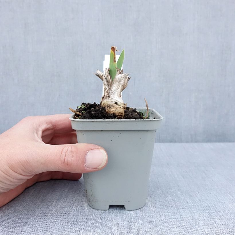 Iris barbata-Media Bedtime Story - Giaggiolo Vasetto da 8/9 cm esemplare consegnato in primavera