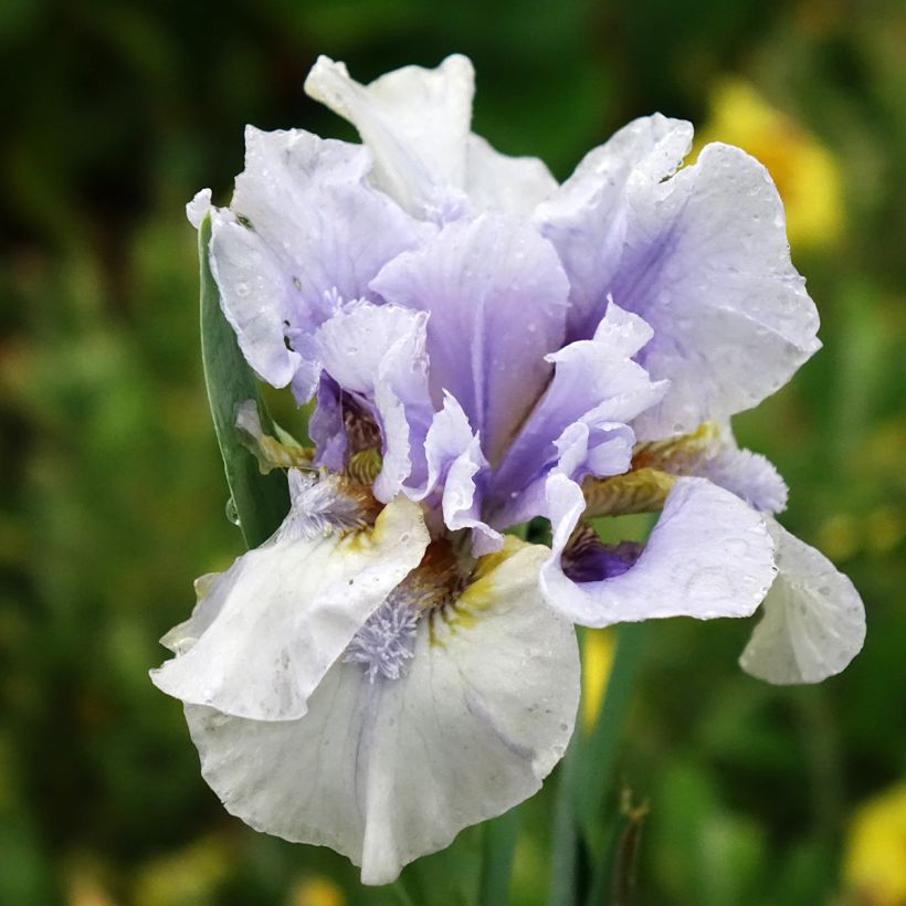Iris germanica Big Blue Eyes - Giaggiolo paonazzo (Fioritura)