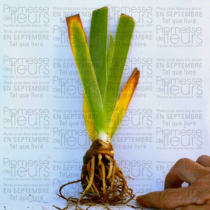 Example of Iris germanica - Giaggiolo paonazzo Vasetto da 8/9 cm as you get