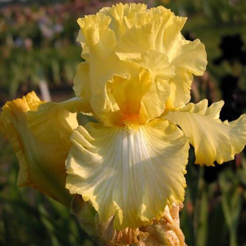 Iris germanica - Giaggiolo paonazzo (Flowering)