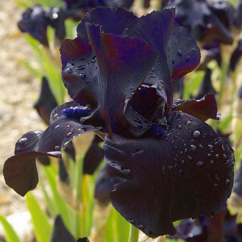 Iris germanica Black Suited - Giaggiolo paonazzo (Flowering)