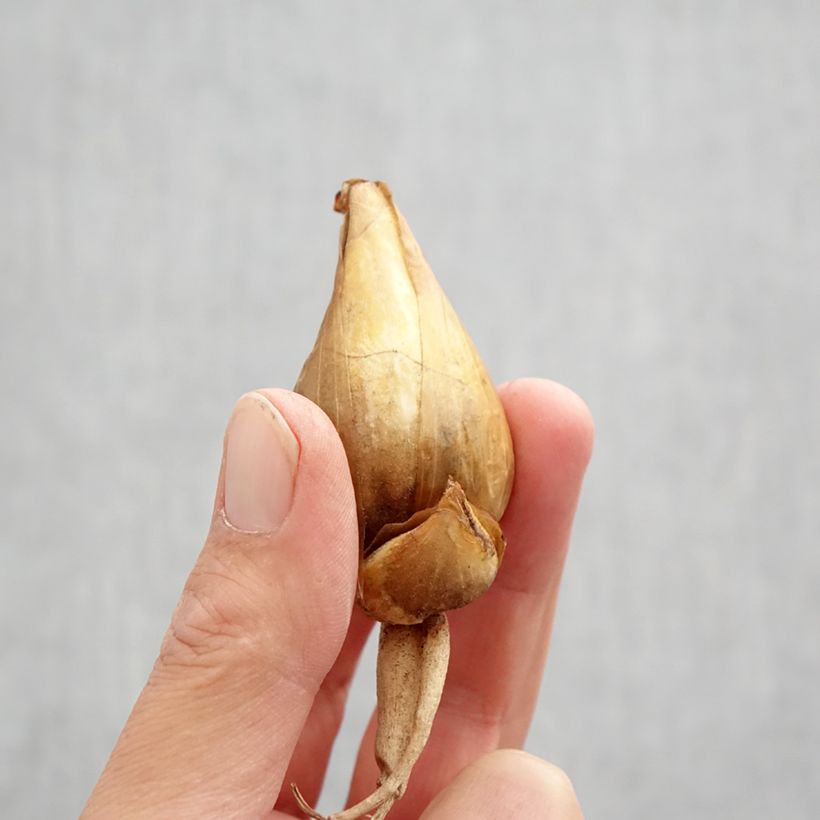 Esemplare di Iris bucharica - Giaggiolo Bulbo size I come consegnato in autunno