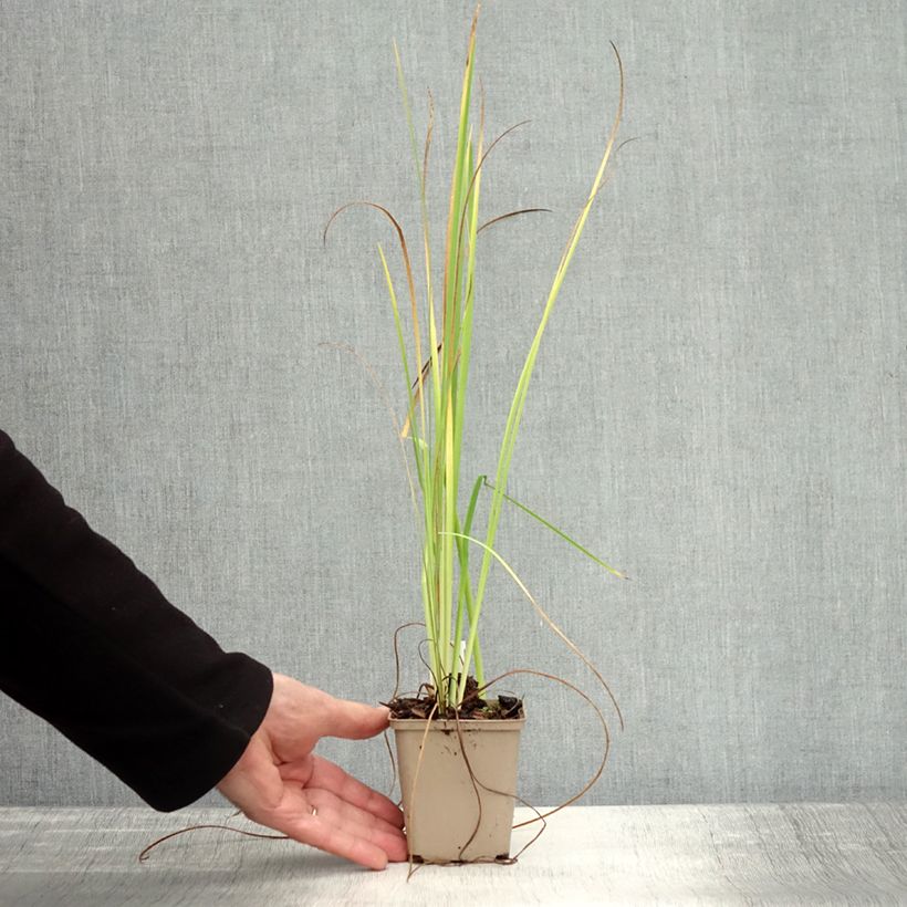 Esemplare di Iris bulleyana - Giaggiolo Vasetto da 8/9 cm come consegnato in autunno