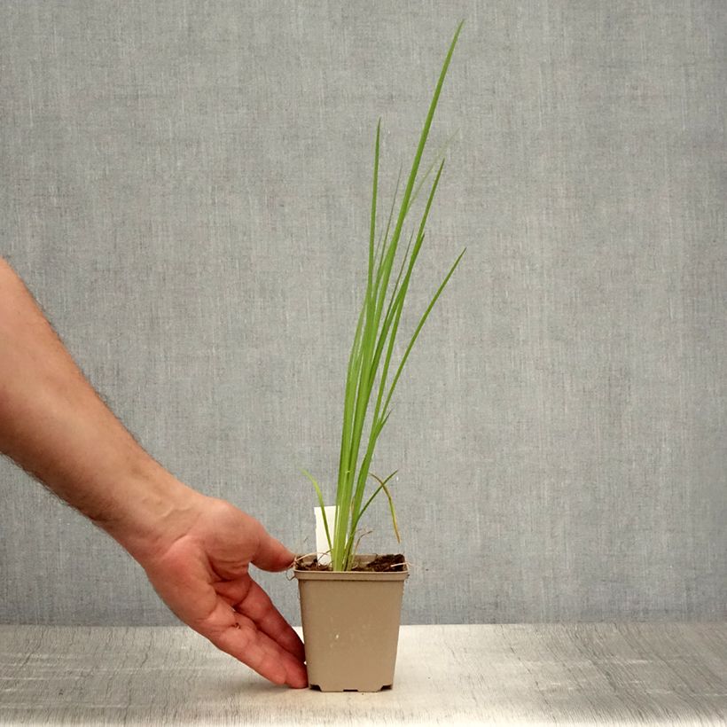 Esemplare di Iris bulleyana - Giaggiolo Vasetto da 8/9 cm consegnato in estate