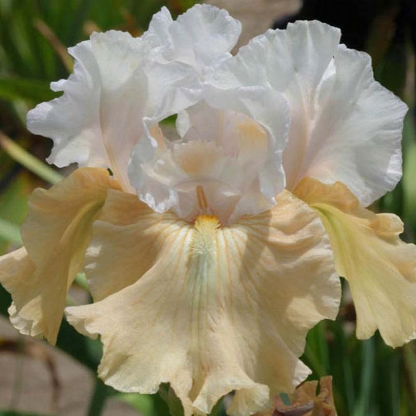 Iris germanica Champagne Frost - Giaggiolo paonazzo (Fioritura)
