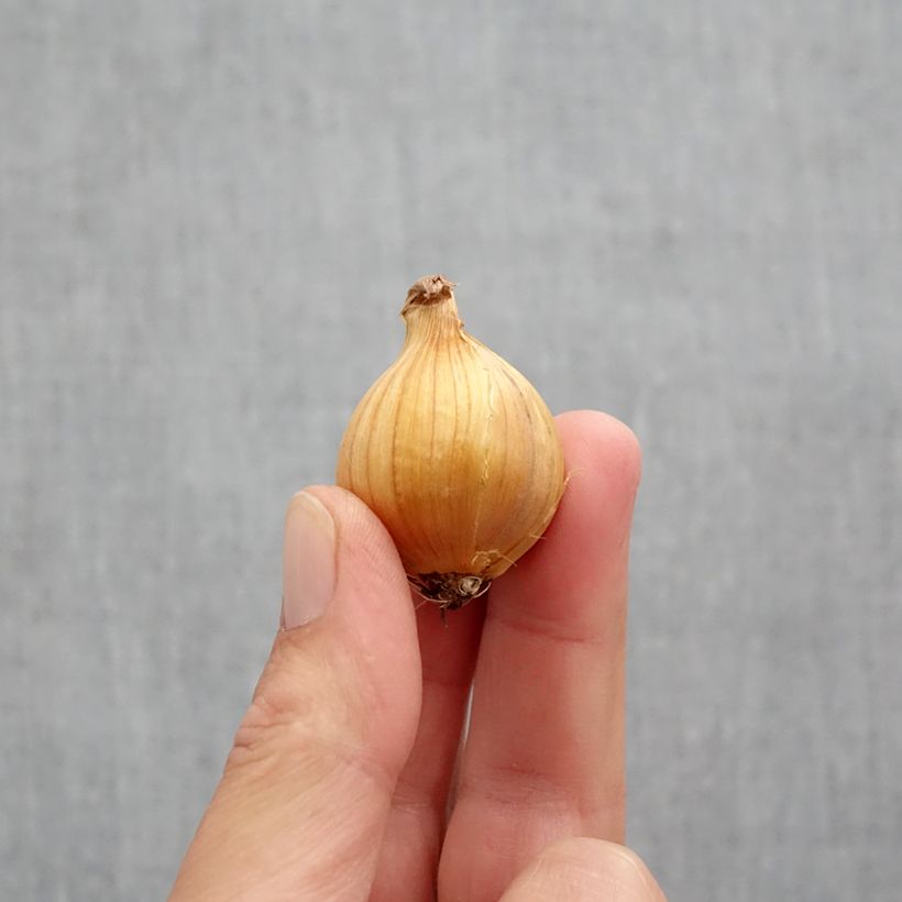 Example of Iris hollandica Apollo - Iris olandesi Bulbo taglia 10+ as you get in automne