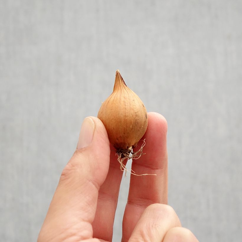 Example of Iris hollandica Blue Magic - Iris olandesi Bulbo taglia 8 as you get in automne