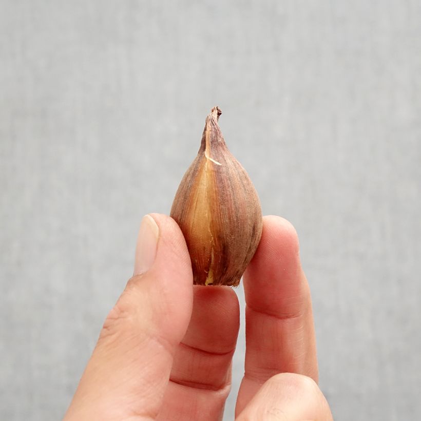 Example of Iris hollandica Bronze Perfection - Iris olandesi Bulbo taglia 8+ as you get in automne