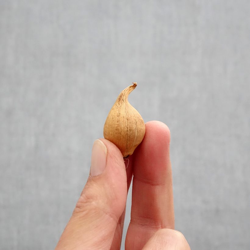 Example of Iris hollandica Eye of the Tiger - Iris olandesi Bulbo taglia 8+ as you get in automne