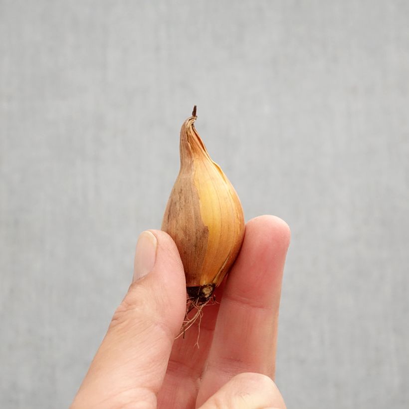 Esemplare di Iris hollandica Frans Hals - Iris olandesi Bulbo taglia 8+ come consegnato in autunno