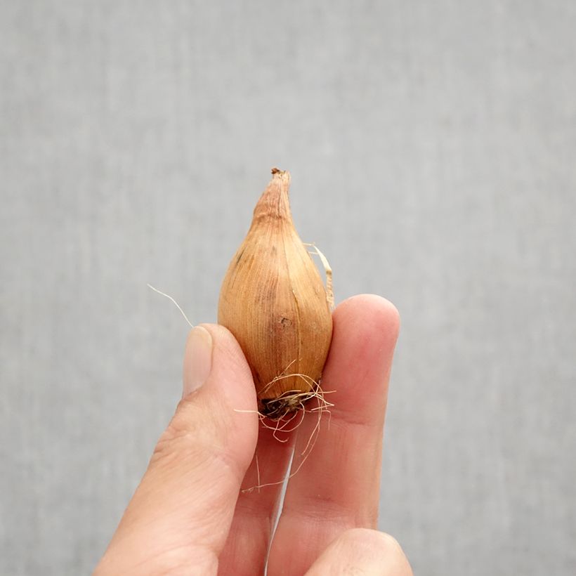 Example of Iris hollandica King Mauve - Iris olandesi Bulbo taglia 8+ as you get in automne