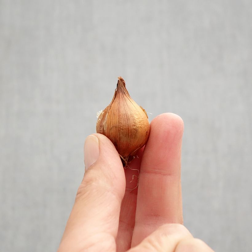 Esemplare di Iris hollandica Lion King - Iris olandesi Bulbo taglia 6+ come consegnato in autunno