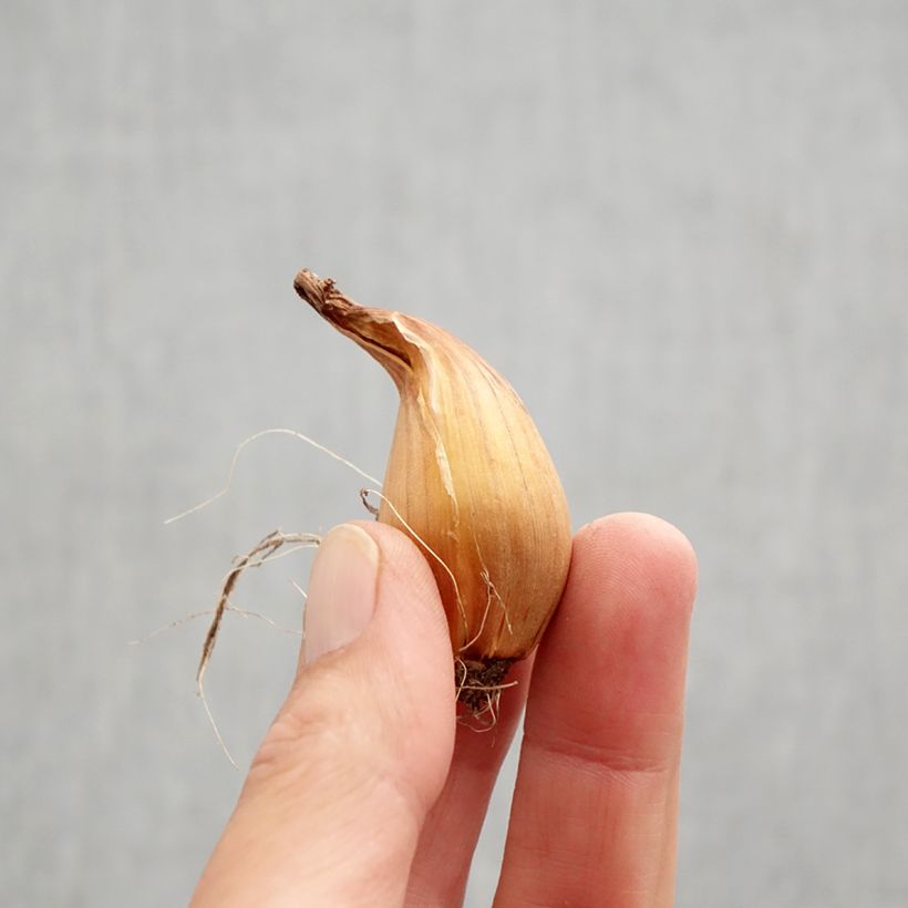 Esemplare di Iris hollandica Purple Sensation - Iris olandesi Bulbo taglia 7/8 come consegnato in autunno