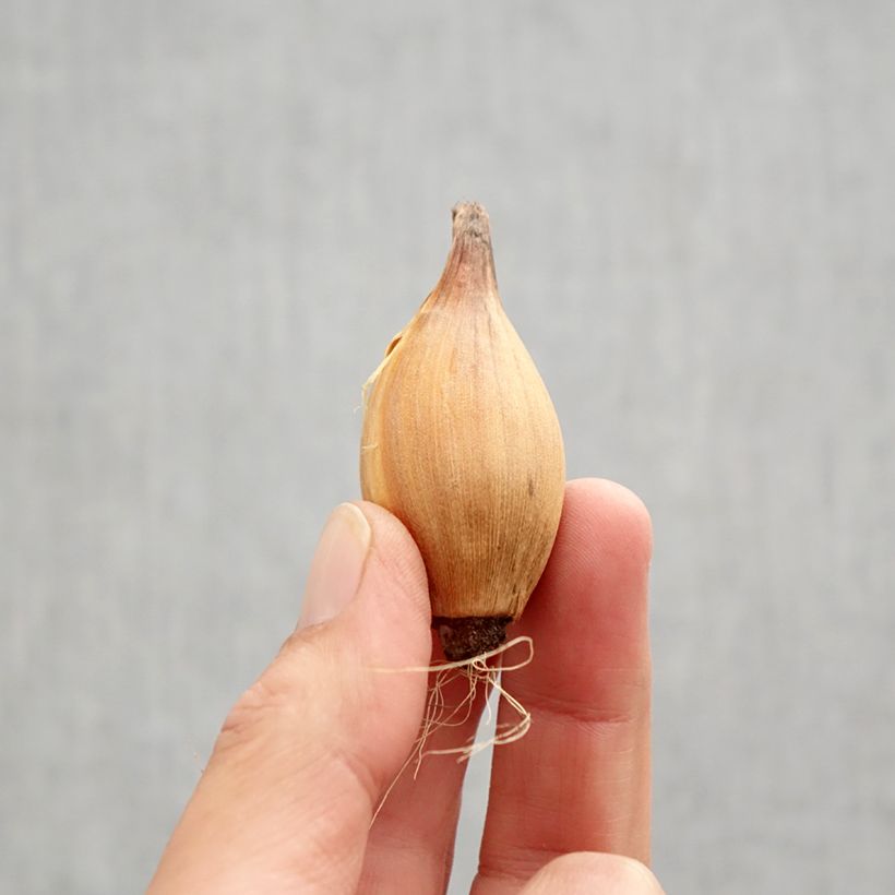 Esemplare di Iris hollandica White Excelsior - Iris olandesi Bulbo taglia 8+ come consegnato in autunno