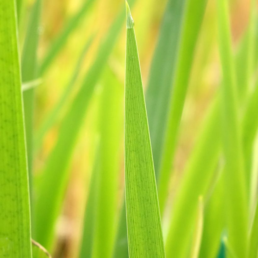Iris louisiana Ann Chowning - Giaggiolo (Foliage)