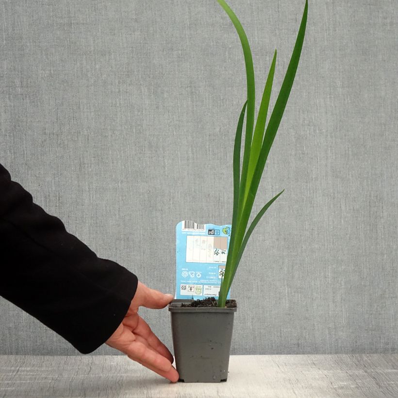 Example of Iris louisiana Ann Chowning - Giaggiolo Vasetto da 8/9 cm as you get in printemps